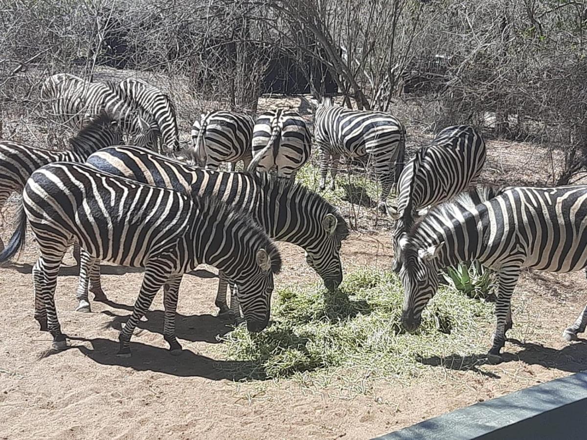 African Bush Escape Marloth Park Extérieur photo