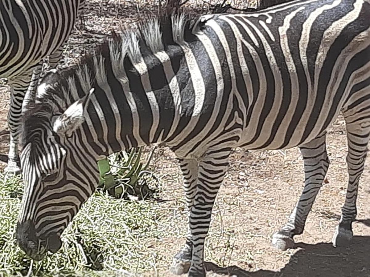 African Bush Escape Marloth Park Extérieur photo