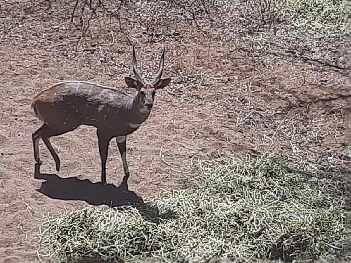 African Bush Escape Marloth Park Extérieur photo