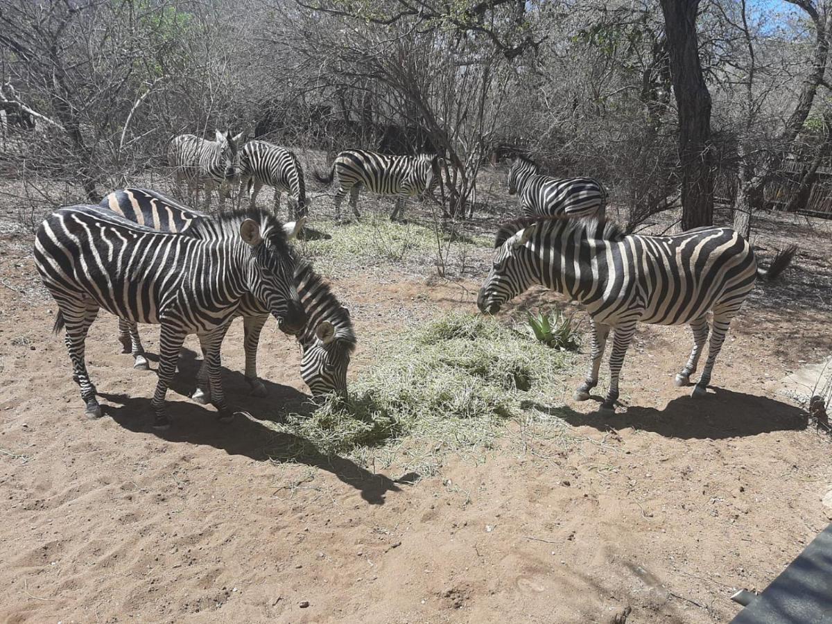 African Bush Escape Marloth Park Extérieur photo