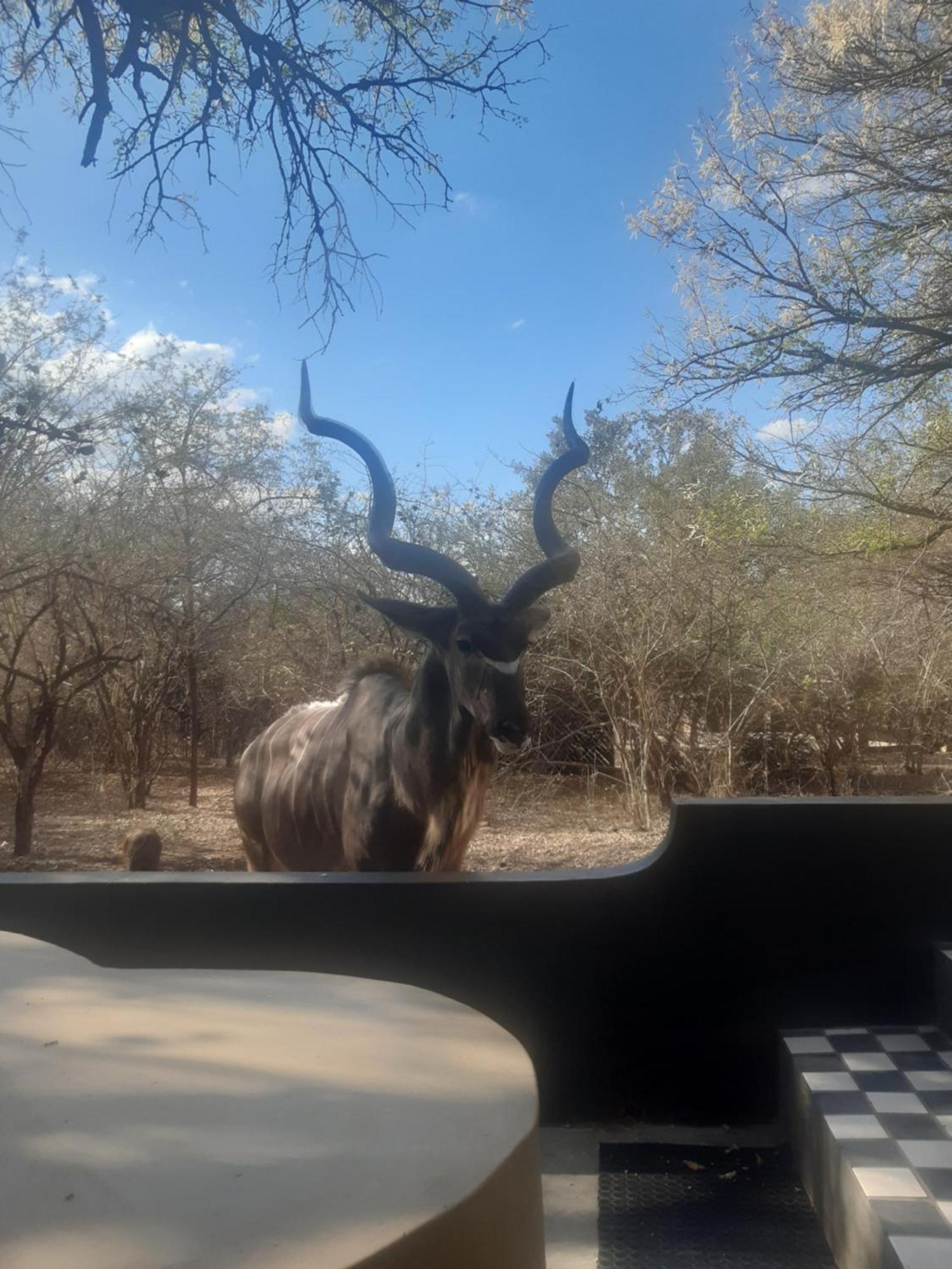 African Bush Escape Marloth Park Extérieur photo