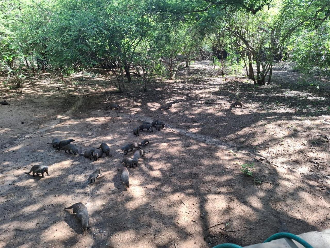African Bush Escape Marloth Park Extérieur photo