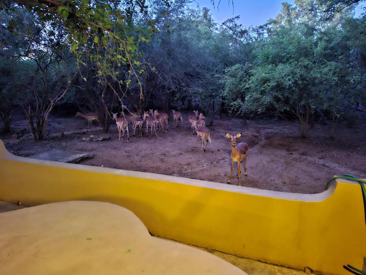 African Bush Escape Marloth Park Extérieur photo