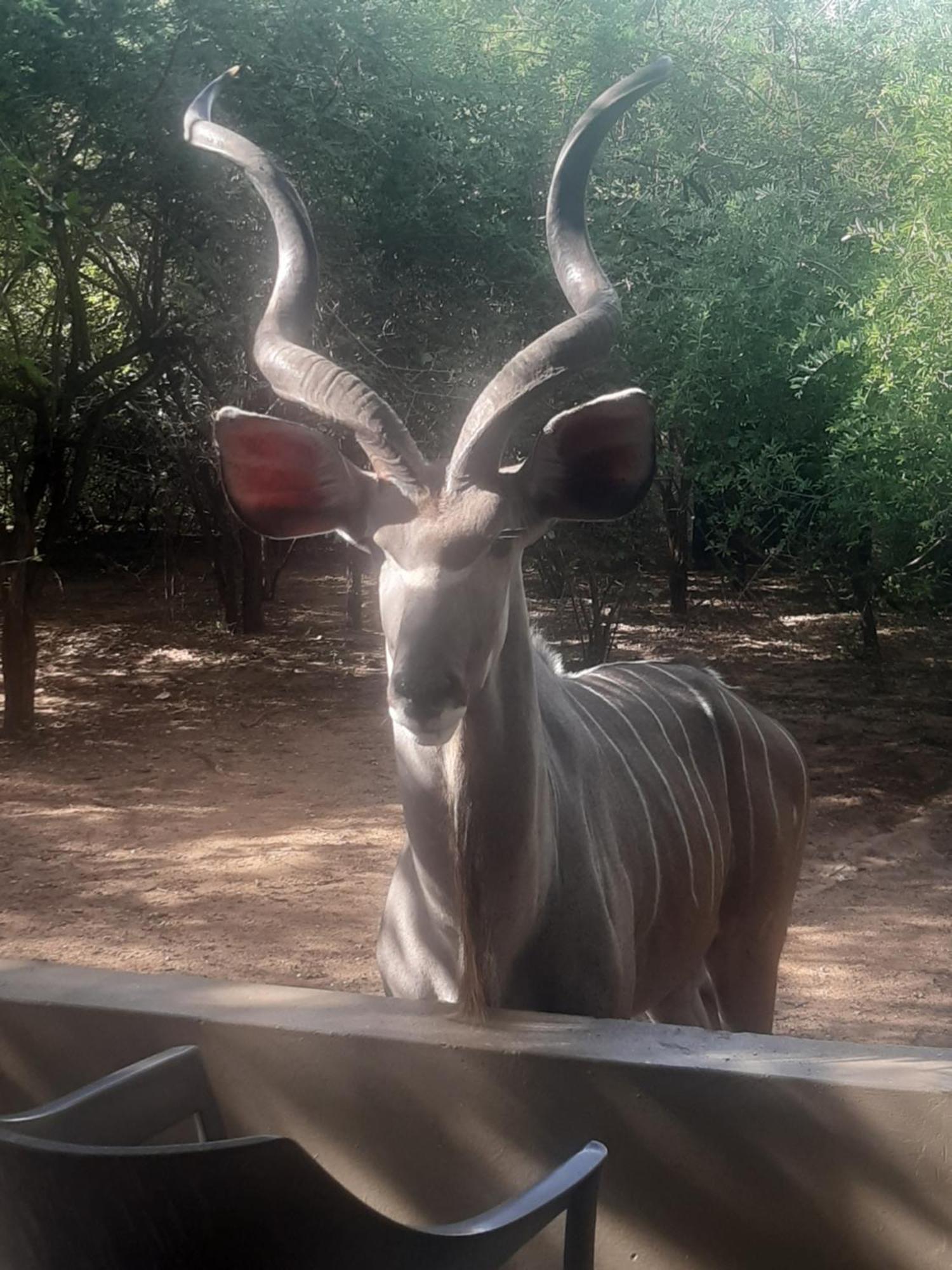 African Bush Escape Marloth Park Extérieur photo