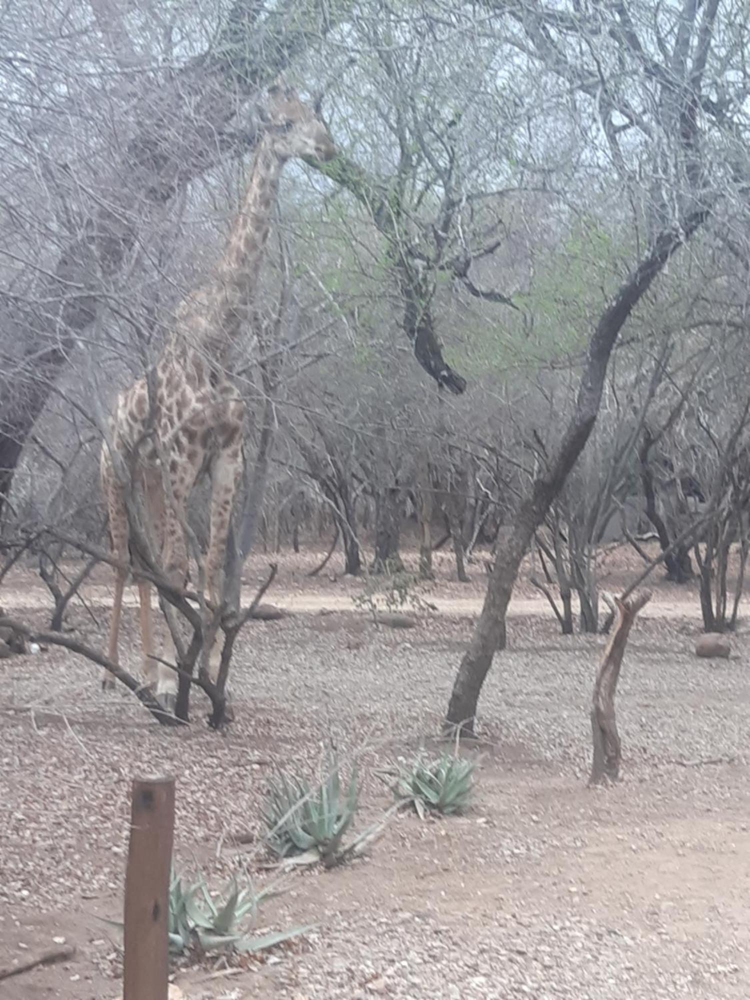 African Bush Escape Marloth Park Extérieur photo